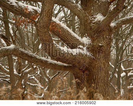 Oak tree dusted with winter snow in the Midwest United States
