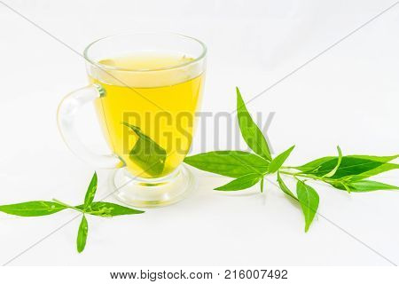 Thailand herbs,Andrographis paniculata plant on white background