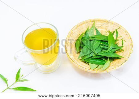 Thailand herbs,Andrographis paniculata plant on white background