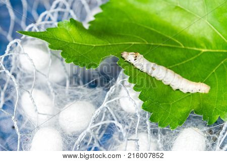 silk cocoon with silk worm on green mulberry leaf