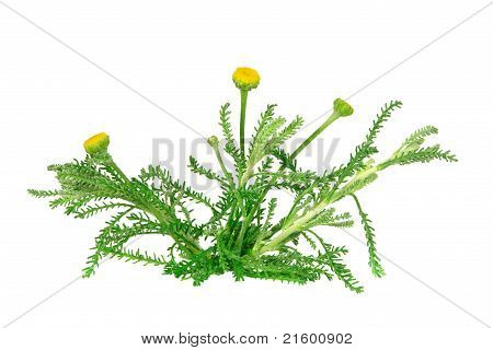 Santolina Chamaecyparissus