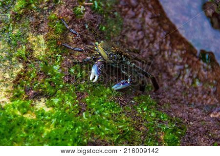 Variegated shore crab close up nature background