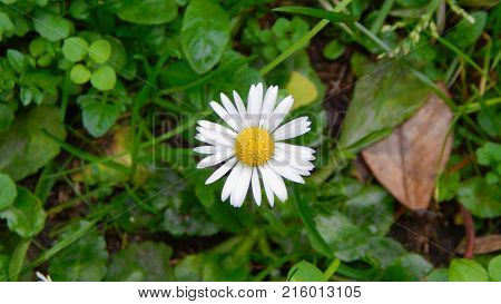 Beautiful daisy flower with yellow pollen on green background.