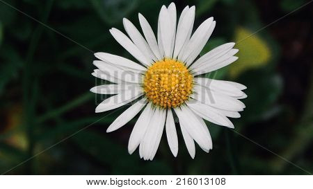 Isolated beautiful daisy with yellow pollen and white petals.