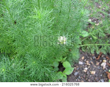 Green adonis vernalis plant in a garden