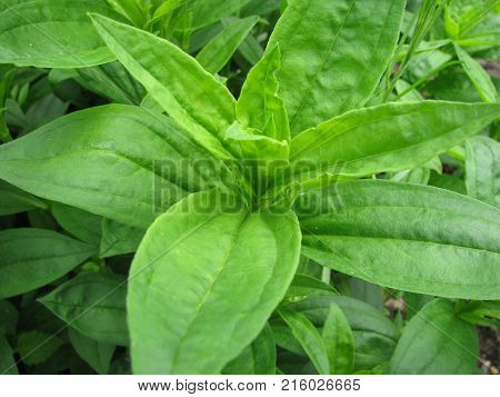 Saponaria officinalis plant in a little garden