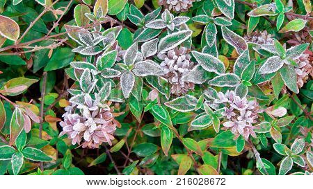 Frozen flowers and leaves in the morning frost. Autumn colors.