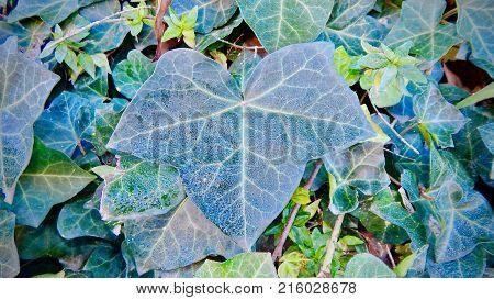 Green and fresh leaf on a green background