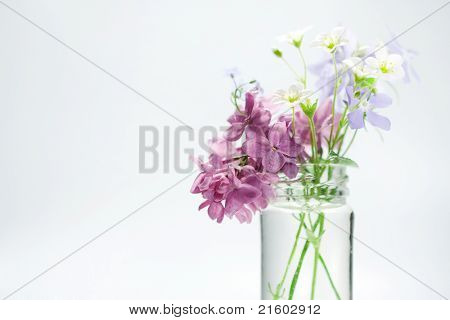 美しい春の花