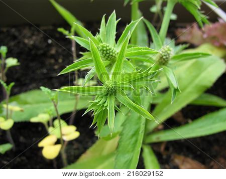 Eryngium foetidum plant in a flower pot