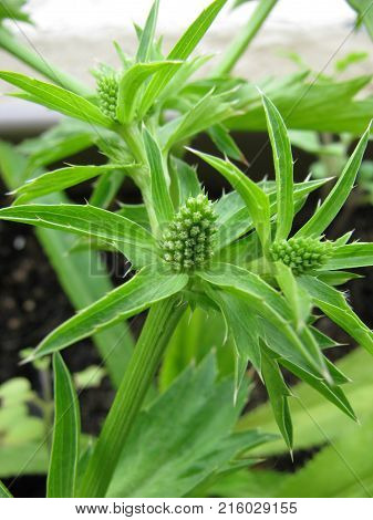 Eryngium foetidum plant in a flower pot