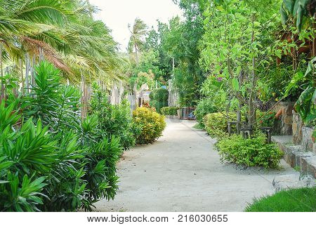Beatiful Lavender Flowers In Garden Summer Nature
