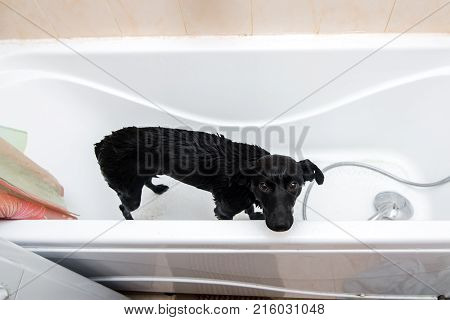 Cute Dog Standing In Bathtub Waiting To Be Washed