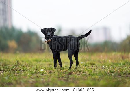Portrait Of Beautiful Small Black Dog, Looking At Camera, Standing In A Meadow In A Fog