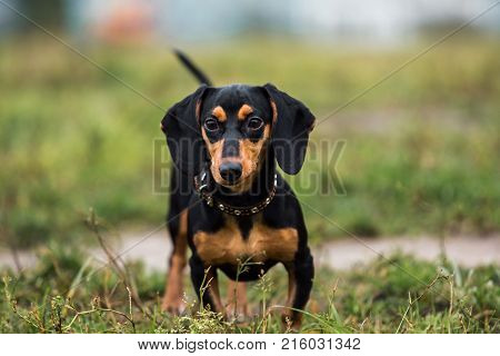 Portrait Of Beautiful Small Black Dog, Looking Aside, Standing In A Meadow In A Fog