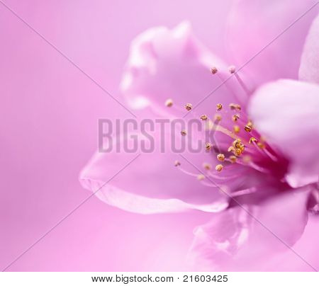 春に花が咲く