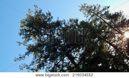 Sunlight shines through green trees. Blue sky in autumn.