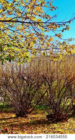 Trees, leaves and branches colors. Colors in autumn.