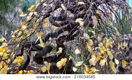 Tree with branches and yellow leaves in autumn.