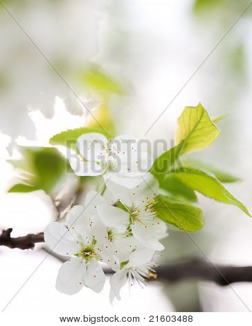 春に花が咲く