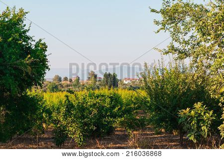 Summer Landscape With Green Trees And Fields And Mountains In The Distance