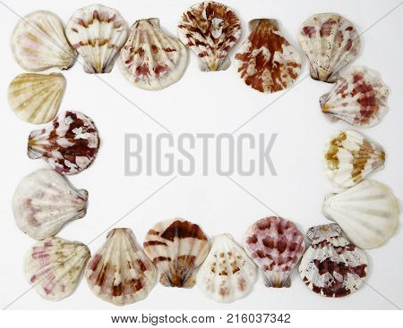 Sea Cockleshells Photo