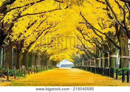 Row of yellow ginkgo tree in autumn. Autumn park in Tokyo Japan.