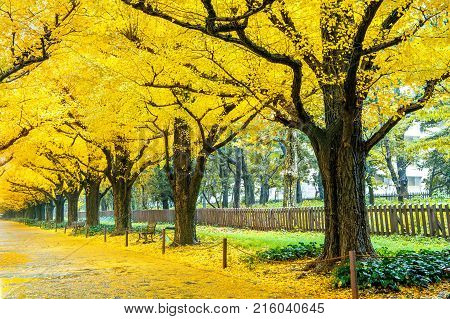 Row of yellow ginkgo tree in autumn. Autumn park in Tokyo Japan.