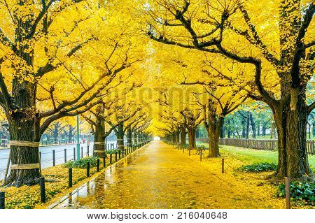 Row of yellow ginkgo tree in autumn. Autumn park in Tokyo Japan.