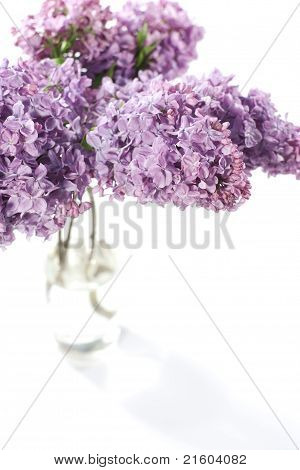 紫色のライラックの花束