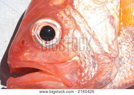 Rød Snapper