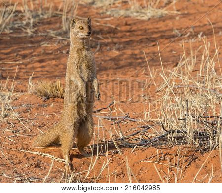 A yellow mongoose in the Kgalagadi Transfrontier Park, situated in the Kalahari Desert, which straddles South Africa and Botswana.