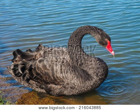 A beaytiful black swan floating on a blue lake