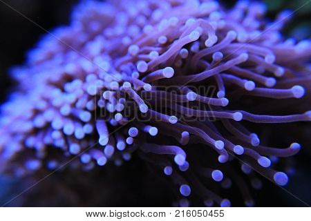 Euphyllia torch LPS coral in reef aquarium tank