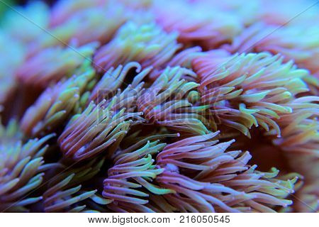 Goniopora lps coral in saltwater reef aquarium