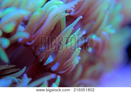 Goniopora lps coral in saltwater reef aquarium