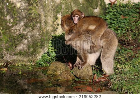 A Barbary macaque mother with her baby
