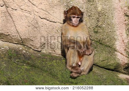 A young Barbary macaque in front of a rocky background