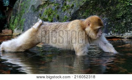 Portrait of a Barbary macaque in the water with a rocky background