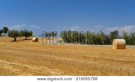 Landscape Near Ascoli Piceno At Summer