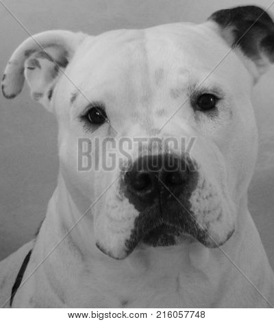 Black and white portrait of a beautiful dog