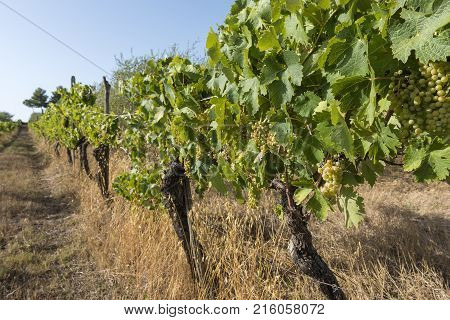 White Grape Bunches On The Vine