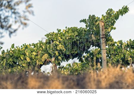 Vineyards On The Siena Hills In Tuscany