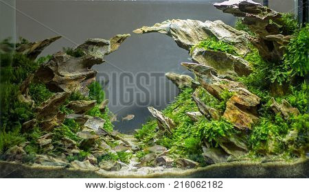 Aquarium with professional rocks design for the exhibition