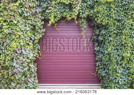 An Arch Of Green And Purple Leaves Of The Maiden Grapes Around The Iron Door For The Background.