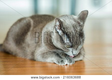 Russian Blue Cat