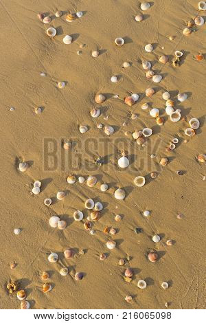 Background of a sandy beach with sea shells