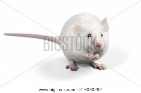 White lab laboratory rat white background red background