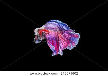 Siamese fighting fish isolated on black background