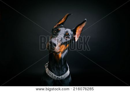 dog of the Doberman Pinscher breed on a black background